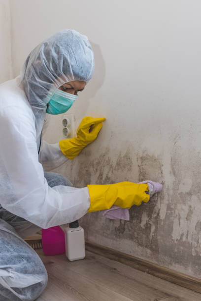 Best Water Damage & Mold Remediation  in East Bethel, MN